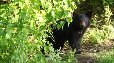 Curious Black Bear Stock Footage 34174414