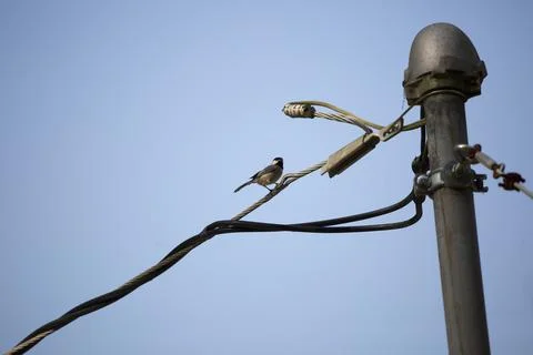 Curious Black-Capped Chickadee Calling Stock Photos