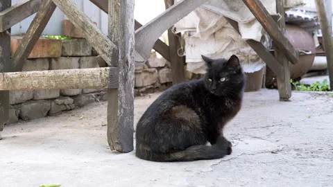 Curious Black Cat in Backyard Stock Footage 293155009