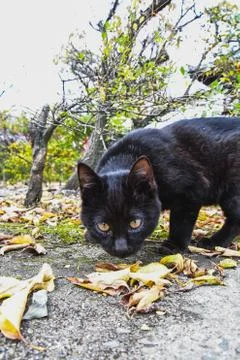 A curious black cat crouching down and looking at the camera. Foto stock