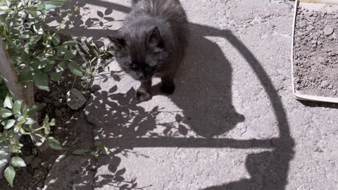 Curious Black Cat Exploring the Garden Stock Footage 293195428