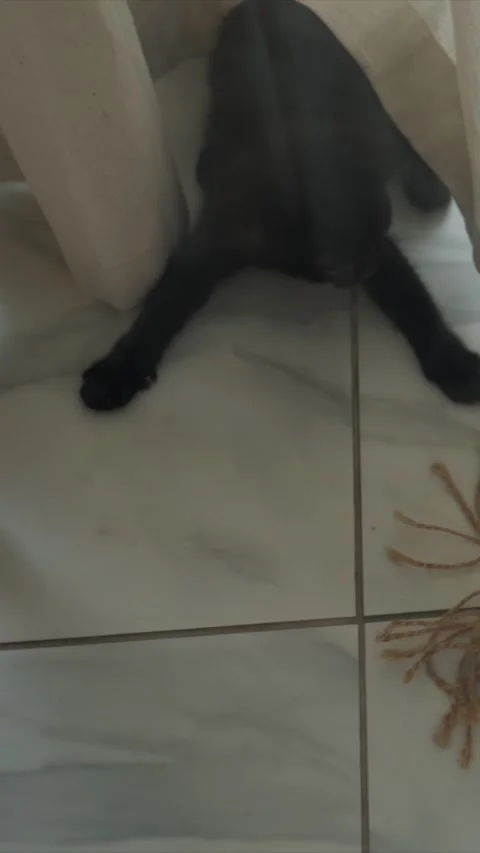 Curious Black Cat Exploring Marble Tiles Near Furniture and Curtains in Soft Stock Footage 346788531