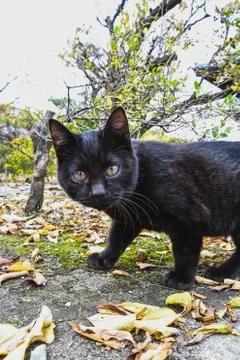 A curious black cat looking at the camera.   Kyoto Stock Photos