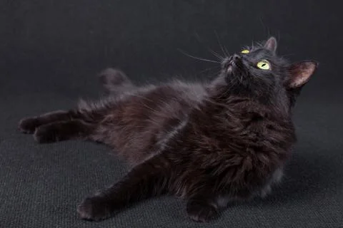 Curious black cat lying down on the side and looking up on a dark background. Stock Photos