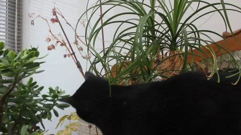Curious black cat playing and sniffing green houseplants in an indoor room Vídeos de archivo 348252592