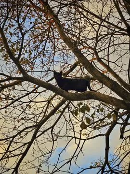 Curious Black Cat In Tree Stock Photos
