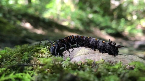 Curious Black Caterpillar Explores Log Video stock 102557301