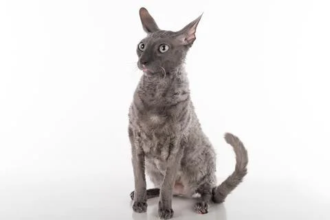 Curious Black Cornish Rex Cat Sitting on the White Table with Reflection. W.. Stock Photos