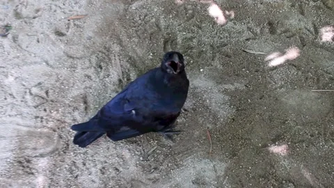 Curious black crow. Stock Footage 312071307
