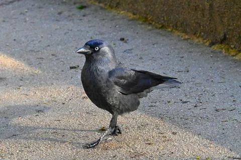 Curious black crow in the park Stock Photos