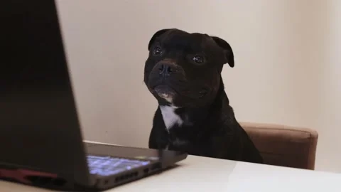 Curious black dog sitting at the table with a laptop Stock Footage 199972909