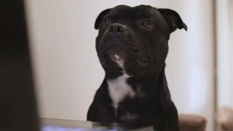 Curious black dog sitting at the table with a laptop Stock Footage 205552439