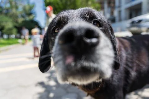 A curious black dog sniffs the camera. The dog's nose. Dog close-up Stock Photos