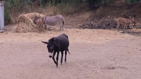 Curious black donkey walking towards camera on a farm Stock Footage 345664087