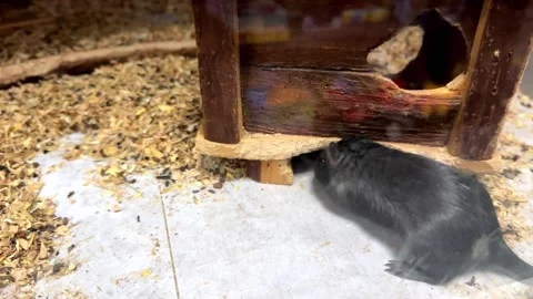 Curious black gerbil exploring its enclosure Stock Footage 324531852