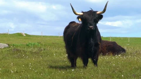 A Curious Black Highland Cattle is Looking At The Camera, Day, HD Stock Footage 157548185