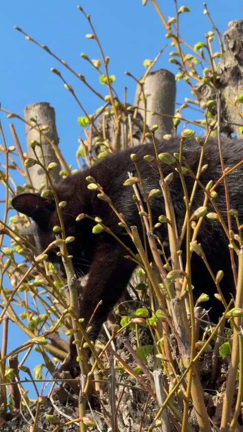 Curious black kitten climbing a budding tree Stock Footage 324598881