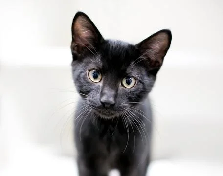 A curious black kitten looking at the camera with a head tilt Stock Photos