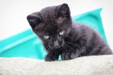 Curious black kitten looking down, while sitting on top of burlap sack Stock Photos