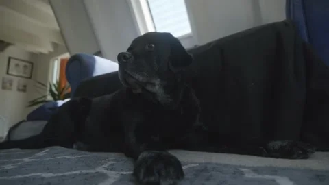 Curious Black Labrador Lying a Carpet Indoors Stock Footage 227282182