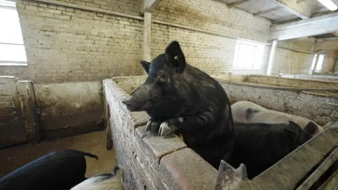 Curious black pigs interact across a weathered brick pen inside a rustic barn Stock Footage 332339051