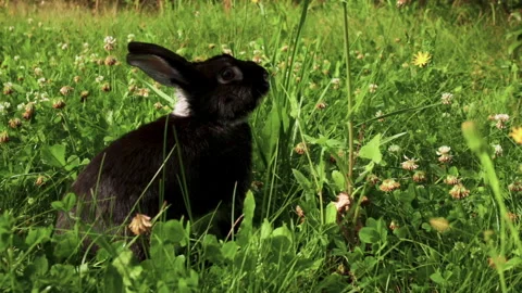 A curious black rabbit examines the territory in a green sunny glade Stock Footage 253357721