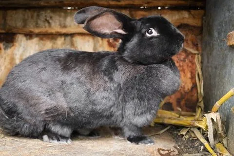 Curious black rabbit exploring its cozy shelter in a rustic farm setting du.. Stock Photos