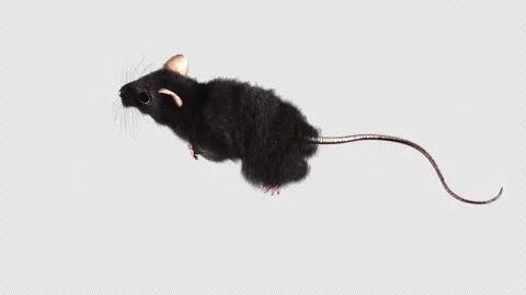 Curious Black Rat with Long Tail, Pink Paws, and Whiskers Captivating Roden.. Stock Footage 314067153