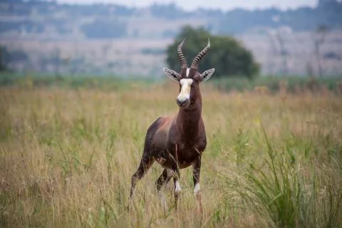 Curious Blesbok Stock Photos