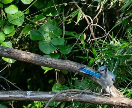 Curious blue jay perched on a tree limb Stock Photos