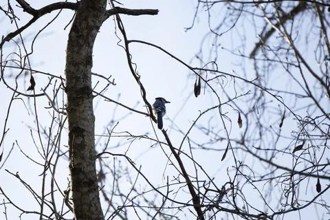 Curious Blue Jay Stock Photos