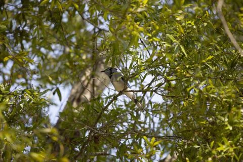 Curious Blue Jay in a Tree Stock Photos