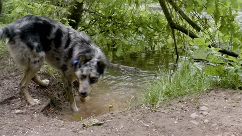 Curious blue merle pattern border collie exploring a pond Stock Footage 130688547