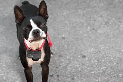 Curious Boston Terrier Stock Photos