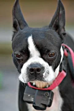 Curious Boston Terrier Stock Photos