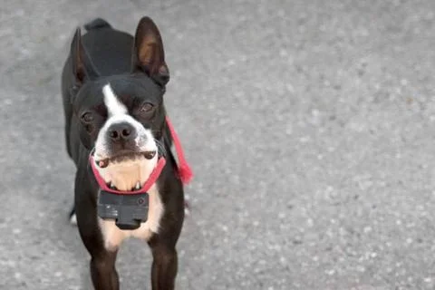 Curious Boston Terrier Stock Photos