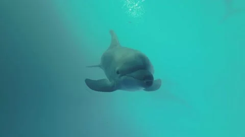 Curious Bottlenos dolphin blows air bubbles, looks into the camera and sticks to Stock Footage 197078727