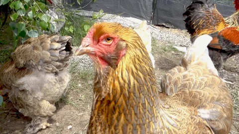 Curious Brahma Chicken Stock Footage 110575209