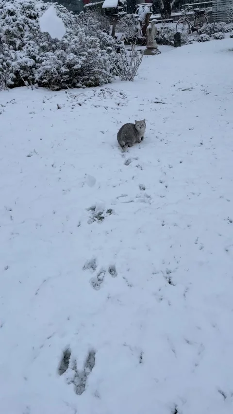 Curious British cat explores a snowy backyard, playfully jumping in  snow Stock Footage 337562609
