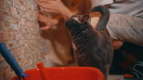 Curious British cat helps its owners make repairs Video stock 146041701