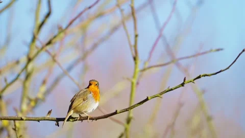 Curious British Robin Watching from Tree Branch – Hertfordshire Wildlife Stock Footage 331114862