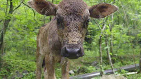 Curious Brown Calf Walking Towards Camera in Green Forest Vídeos de archivo 335578899