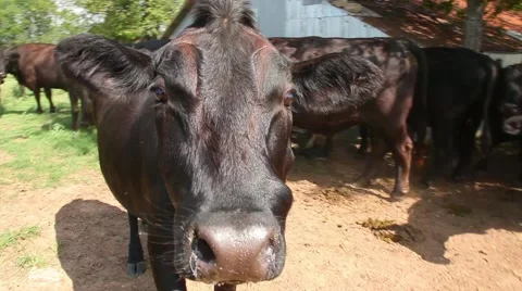 Curious brown Cow Stock Footage 63844312