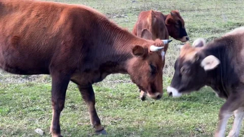 Curious Brown Cow with Herd Grazing Stock Footage 257587671