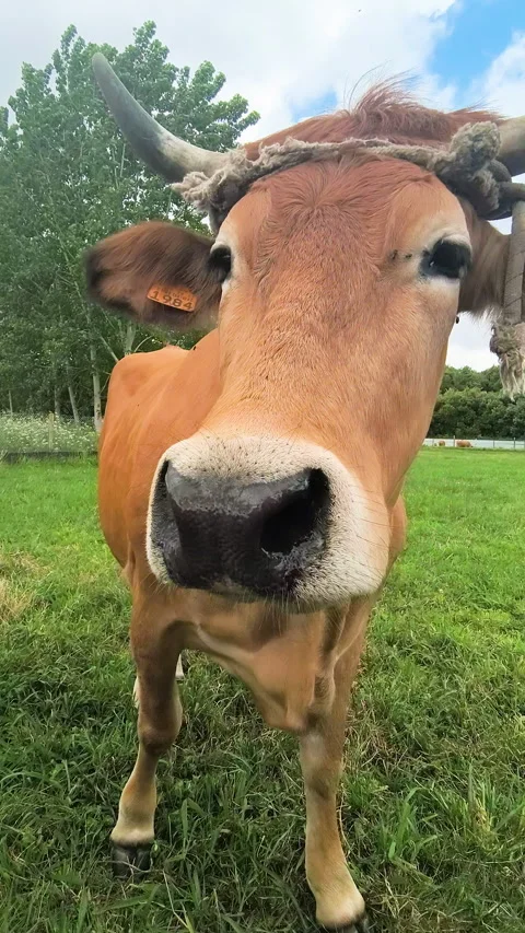 Curious brown cow looking directly into the camera in a green pasture Stock-Footage 341826924