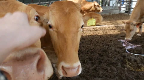 Curious brown cow, red cattle, South Korea Stock Footage 64173502