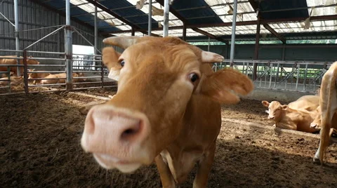 Curious brown cow, red cattle, South Korea Stock Footage 64174044