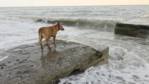 Curious brown dog standing on a broken concrete pier observing the powerful sea 스톡 동영상 329763867
