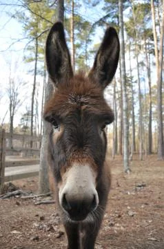 Curious brown donkey looking at the camera Stock Photos