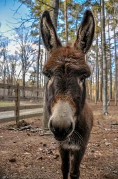 Curious brown donkey looking into the camera Stock Photos
